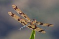 Rhyothemis graphiptera male-1704